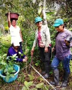 Three indigenous women work on reforesting trees in the Amazon rainforest.